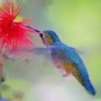 Colibri Patsy