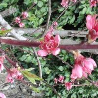 Au Jardin De l'Ardéchois