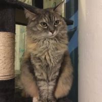 Vanessa Mélina Antoine