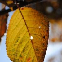 Claire Bourcier Couet