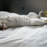 Aliènor D'Aquitaine