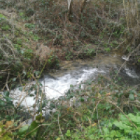 Frais comme un gardon