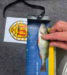  18.1cm