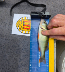  19.4cm