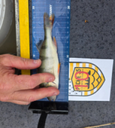  19.2cm